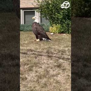 Majestic bald eagle noticed in Minnesota neighborhood