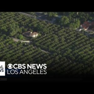 Heirs of Bothwell Ranch, LA’s last orange grove, sell to proper property developers