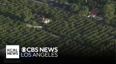 Heirs of Bothwell Ranch, LA’s last orange grove, sell to proper property developers