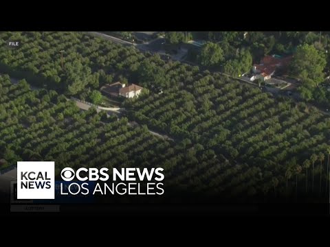 Heirs of Bothwell Ranch, LA’s last orange grove, sell to proper property developers