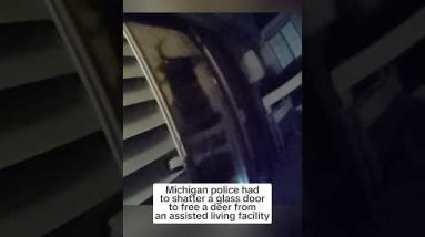 A deer broke into an assisted living facility in Michigan